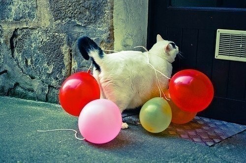 кот с шариками