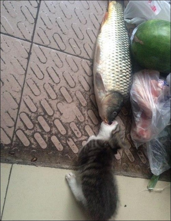 кот ест большую рыбу