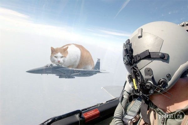 кот в космосе