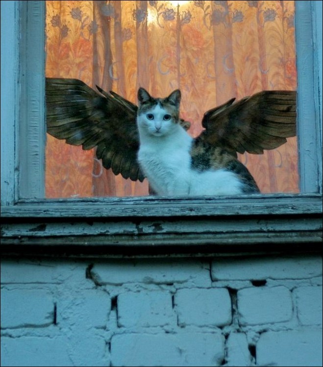 кот-ангел