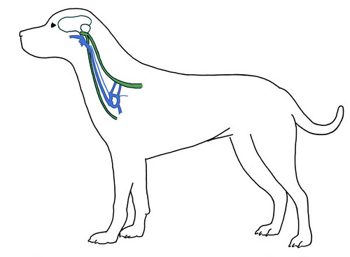 sympathetic-parasympathetic-nerves.jpg