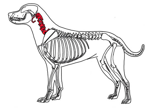 cervical-spine-tongue-bone.jpg