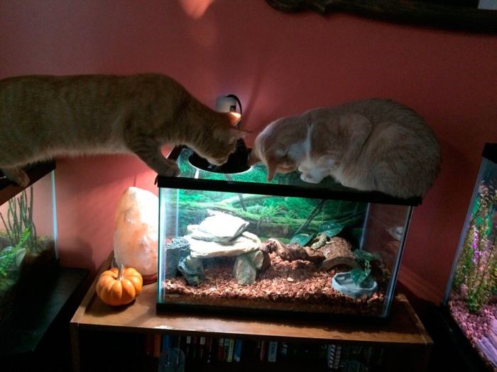 кот и аквариум