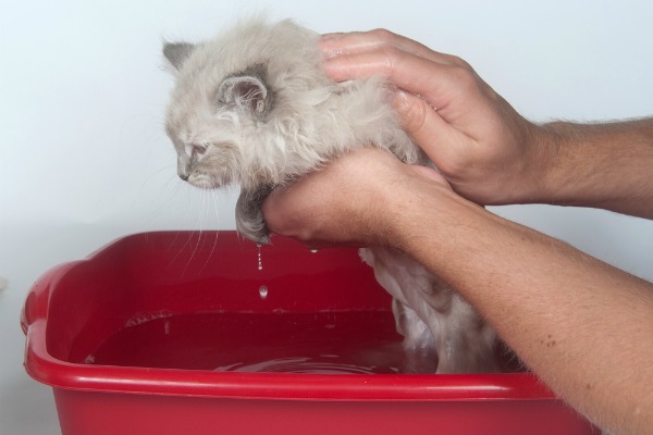 Как правильно помыть котенка в домашних условиях